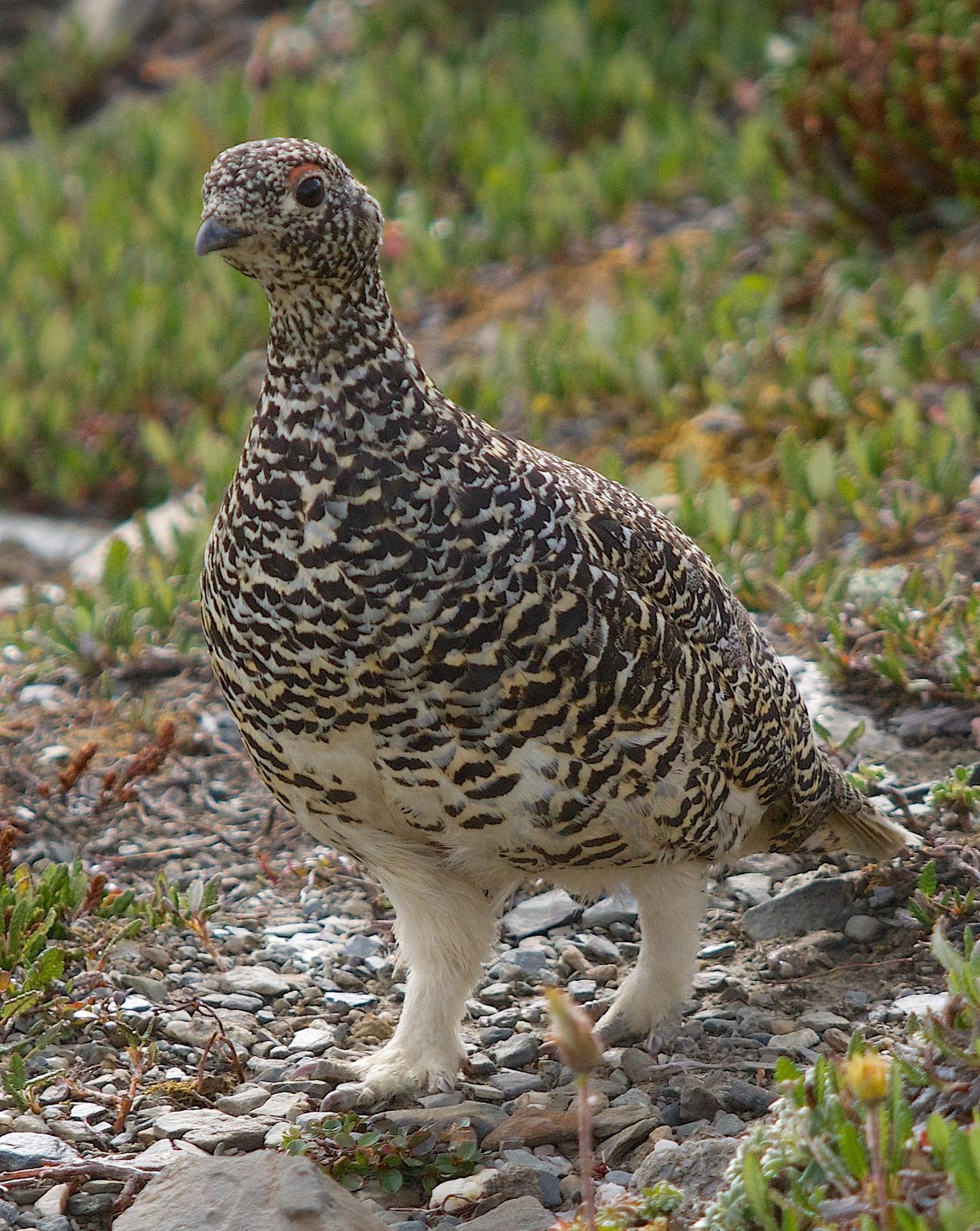 White-tailed Ptarmigan Photo by Gerald Hoekstra