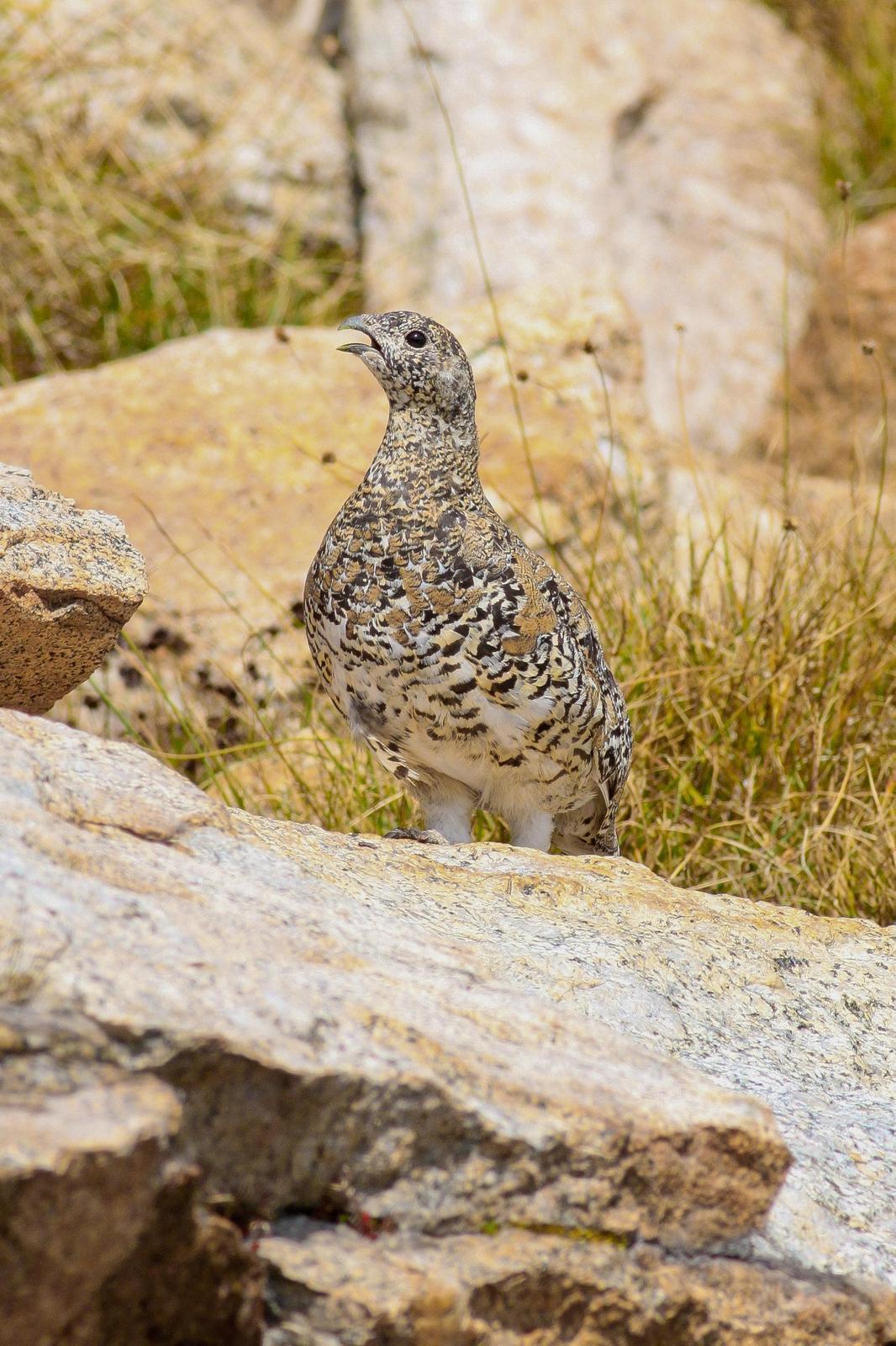 White-tailed Ptarmigan Photo by Tom Ford-Hutchinson