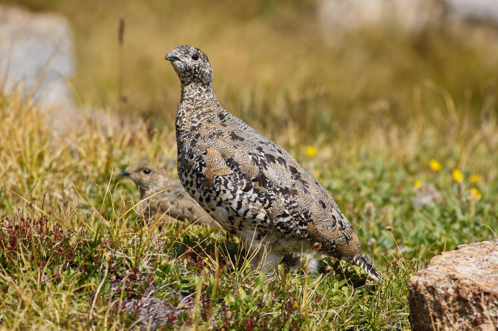 White-tailed Ptarmigan Photo by Tom Ford-Hutchinson