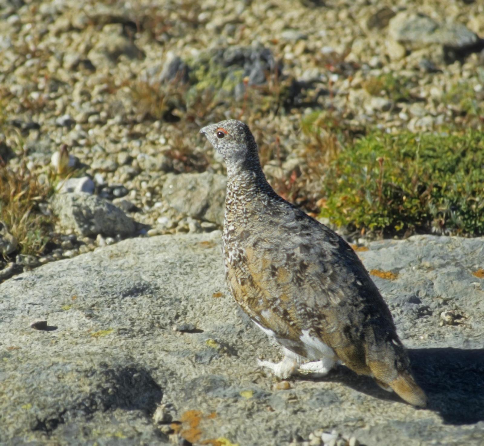 White-tailed Ptarmigan Photo by Steven Mlodinow
