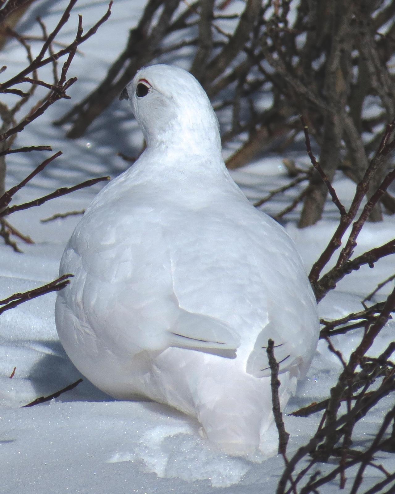 White-tailed Ptarmigan Photo by George Mayfield