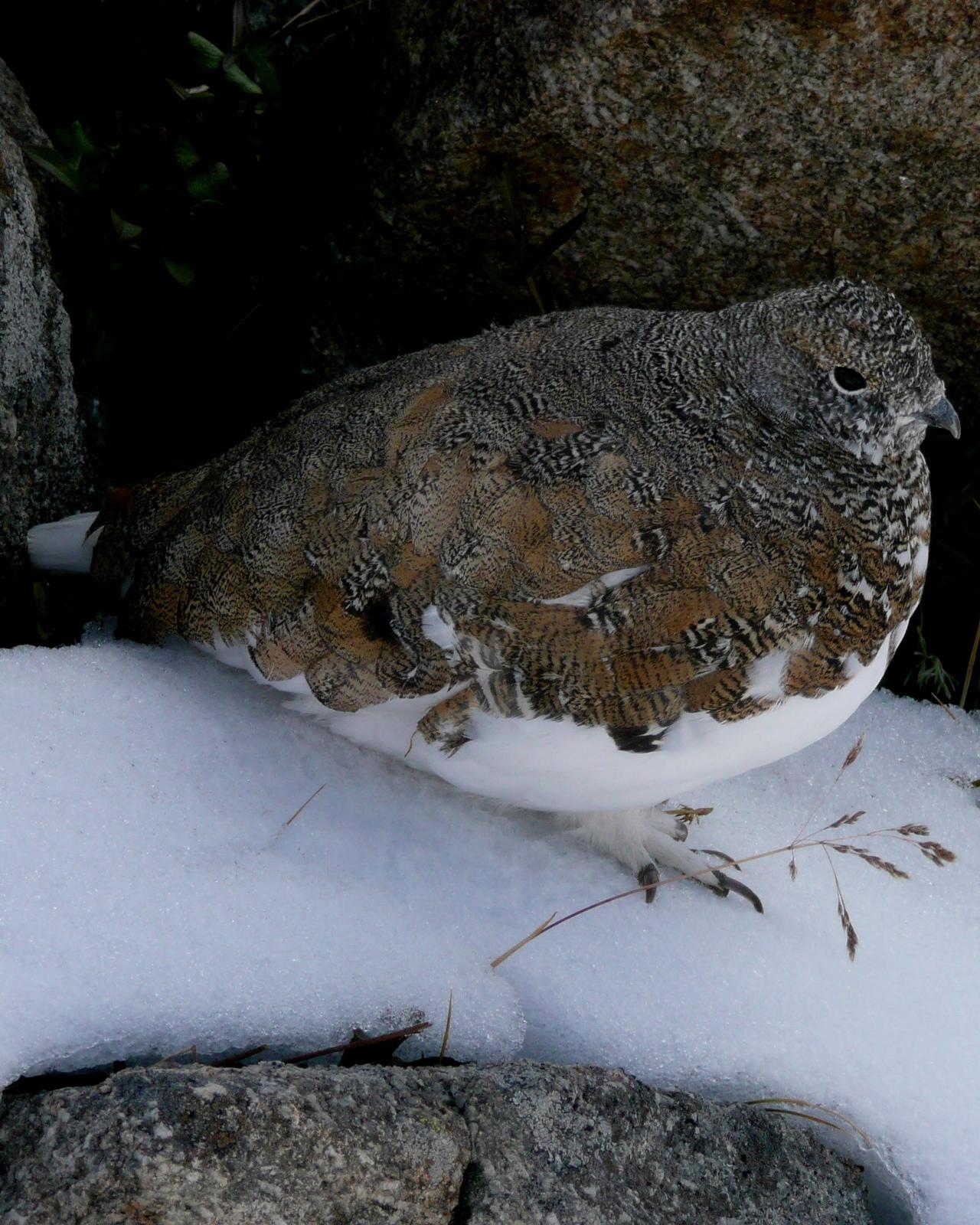 White-tailed Ptarmigan Photo by Dan Belcher