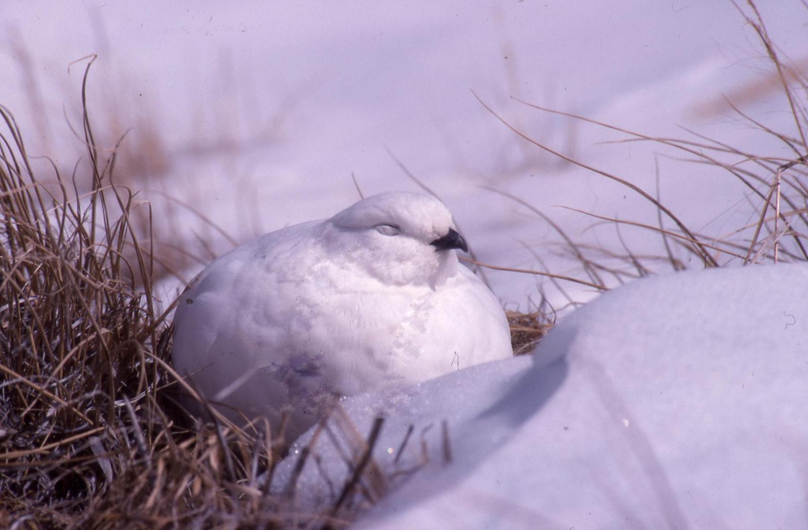 White-tailed Ptarmigan Photo by Mark Nikas