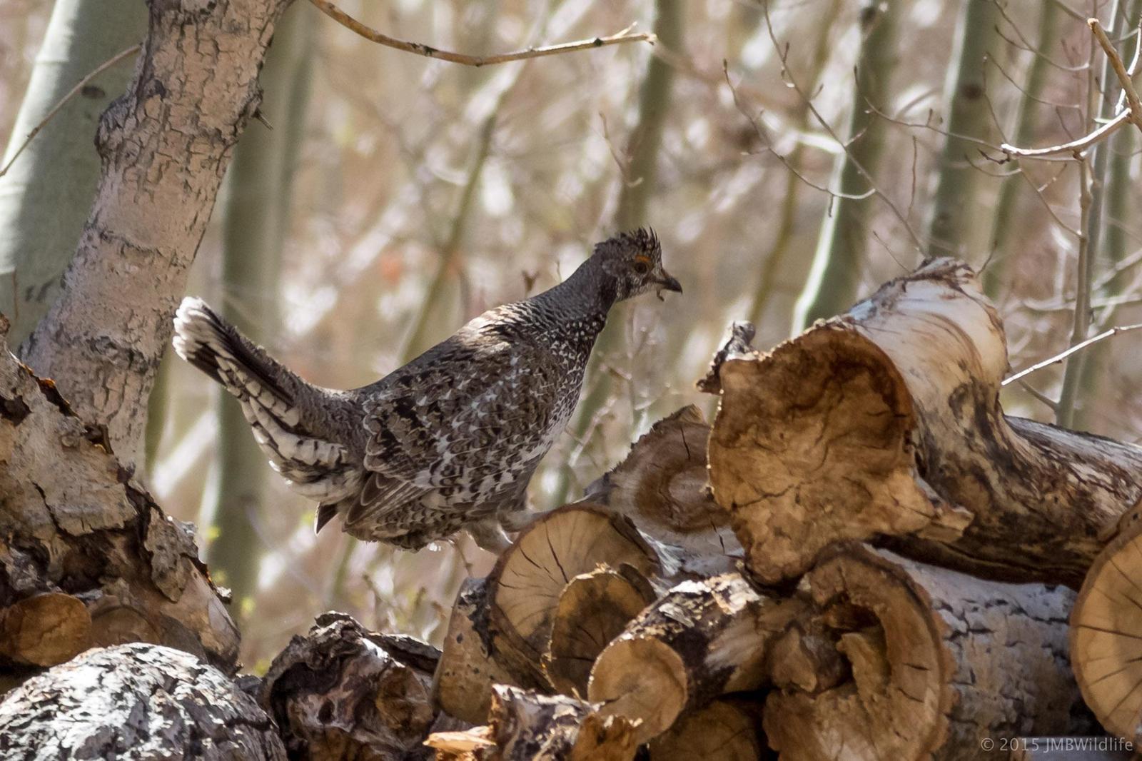 Sooty Grouse Photo by Jeff Bray