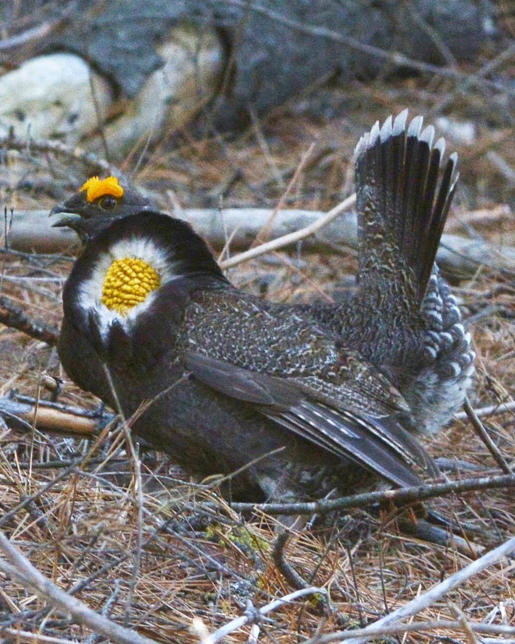 Sooty Grouse Photo by David Hollie
