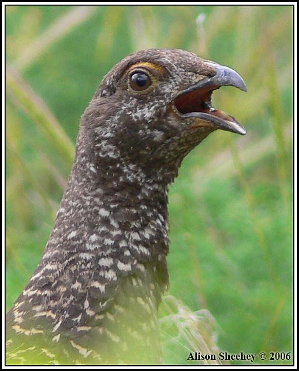 Sooty Grouse Photo by Alison Sheehey