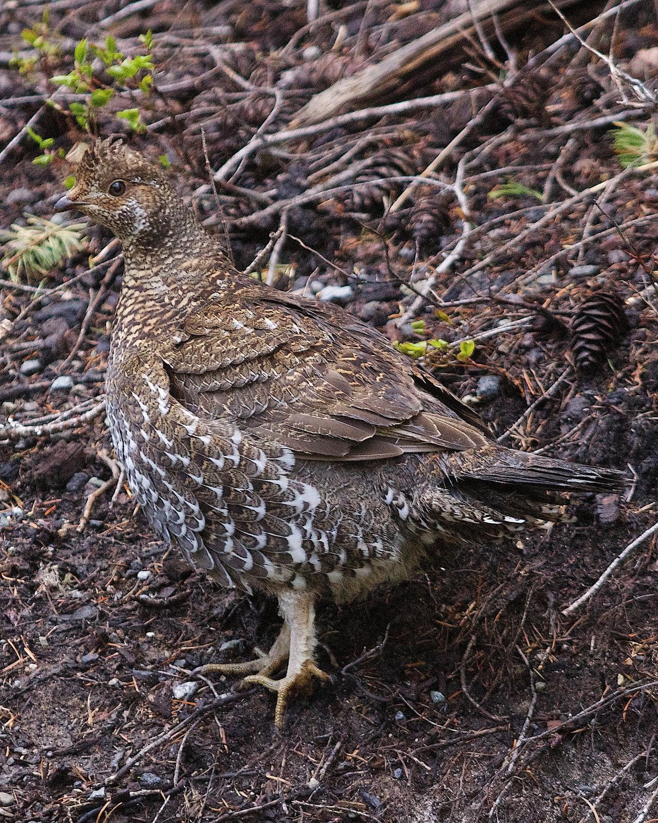 Sooty Grouse Photo by Gerald Hoekstra
