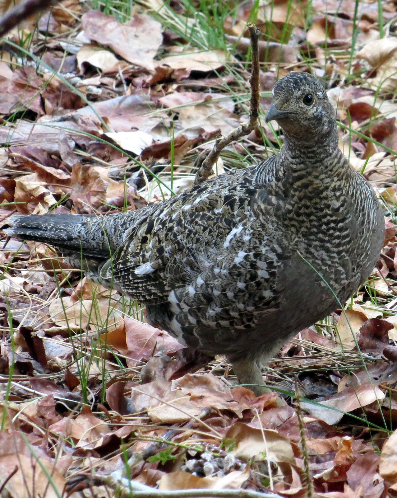 Sooty Grouse Photo by Ryan Winkleman