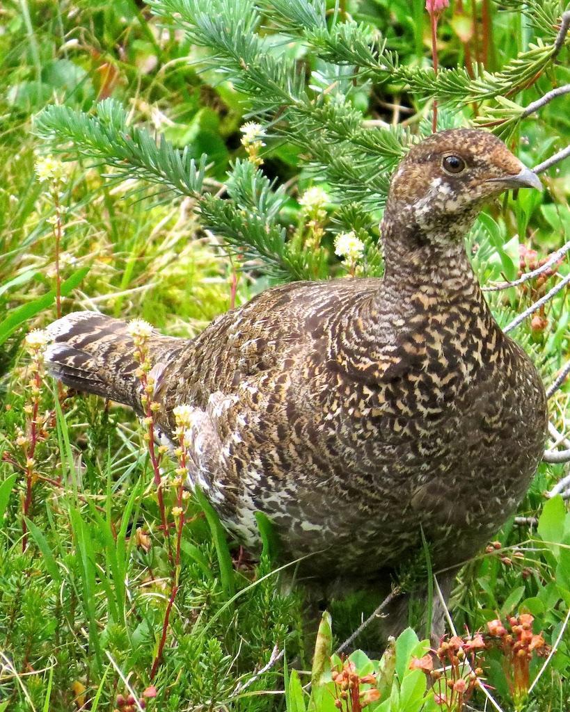Sooty Grouse Photo by Brian Avent