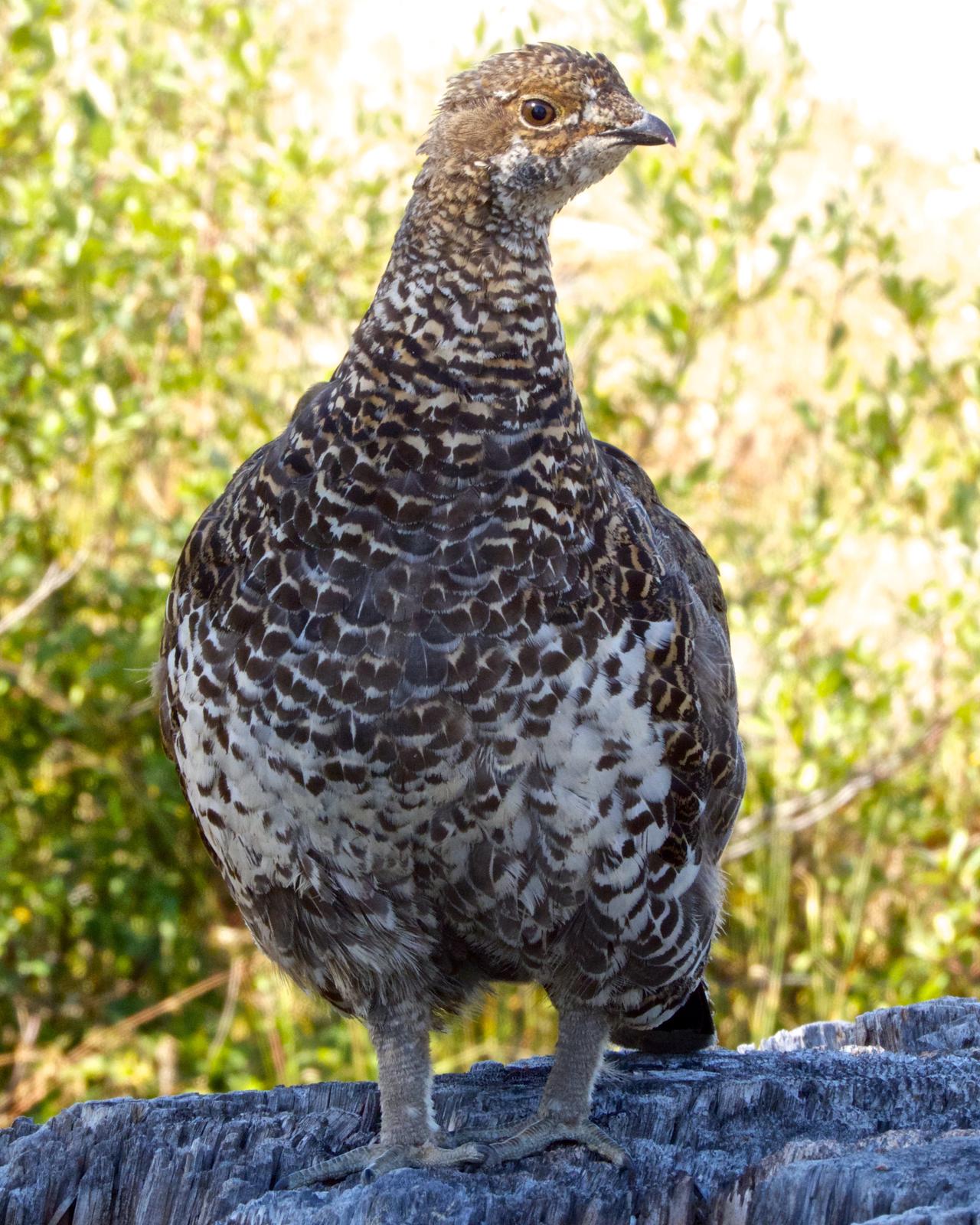 Sooty Grouse Photo by Robin Barker