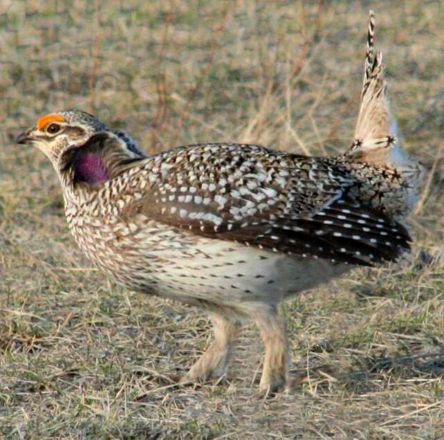 Sharp-tailed Grouse Photo by Kent Jensen