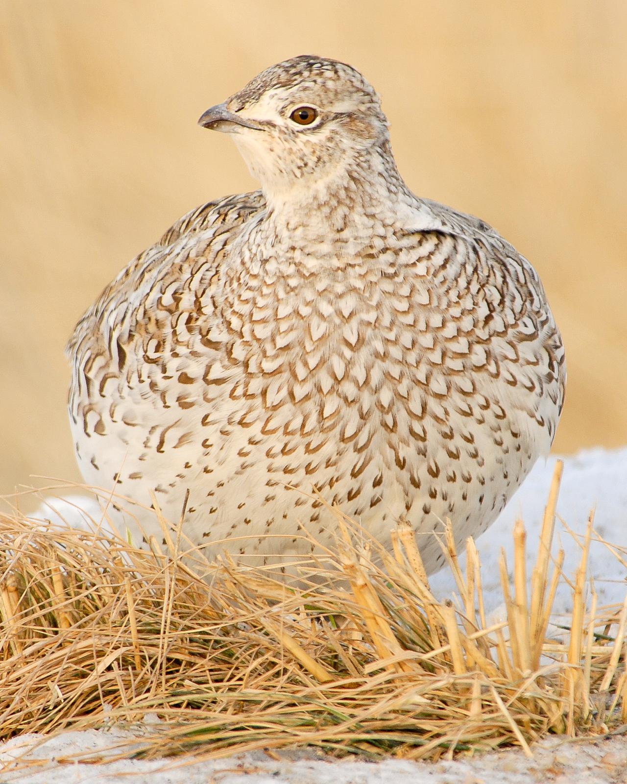 Sharp-tailed Grouse Photo by Mike Fish