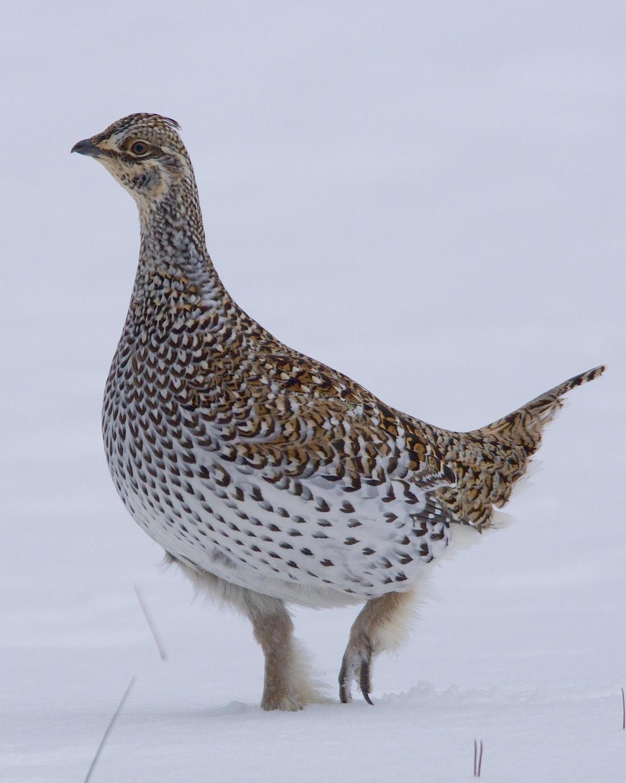 Sharp-tailed Grouse Photo by Gerald Hoekstra