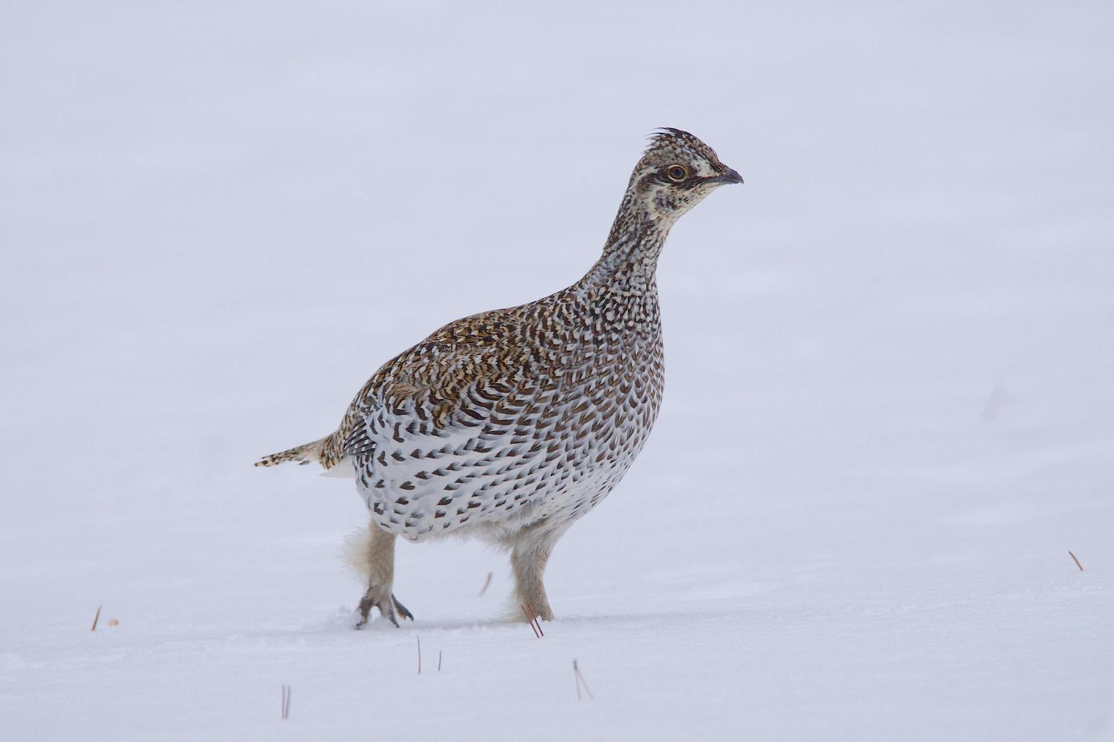 Sharp-tailed Grouse Photo by Gerald Hoekstra
