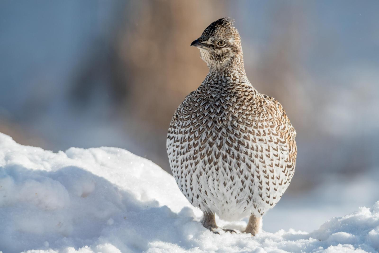 Sharp-tailed Grouse Photo by Layton  Rikkers
