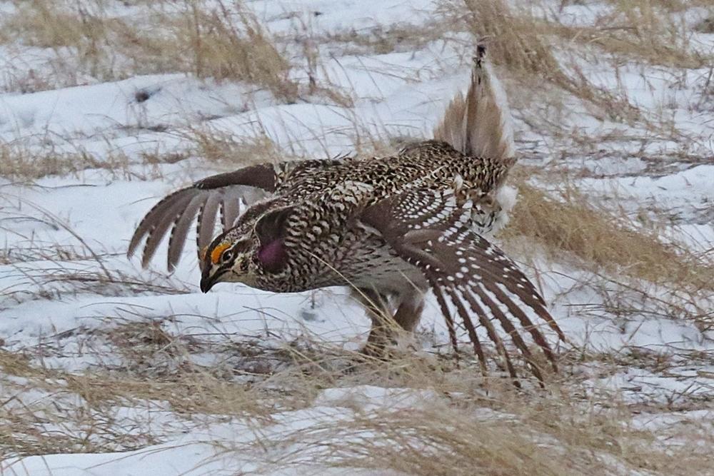 Sharp-tailed Grouse Photo by Enid Bachman