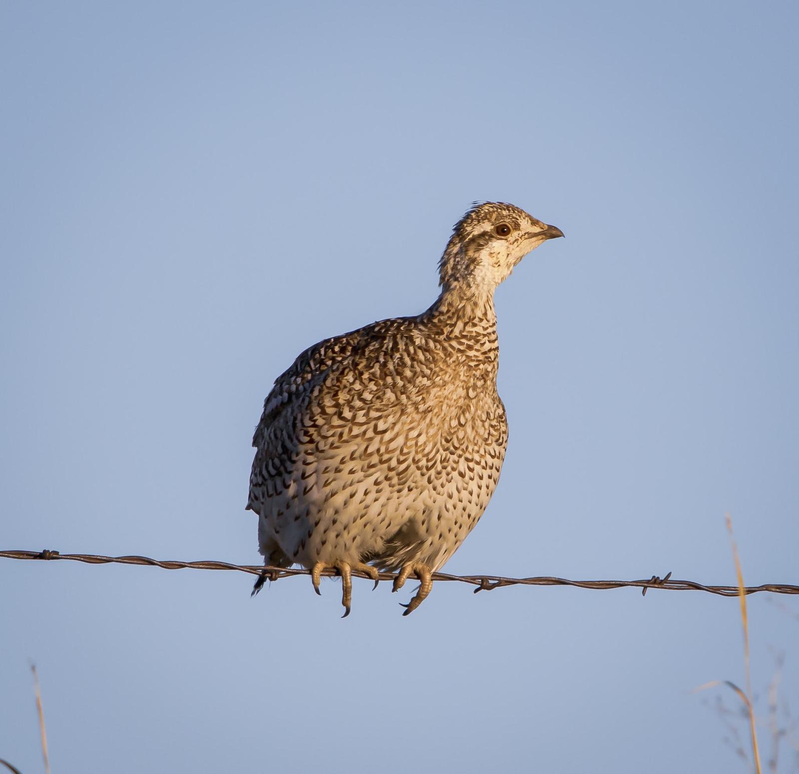 Sharp-tailed Grouse Photo by Tom Gannon