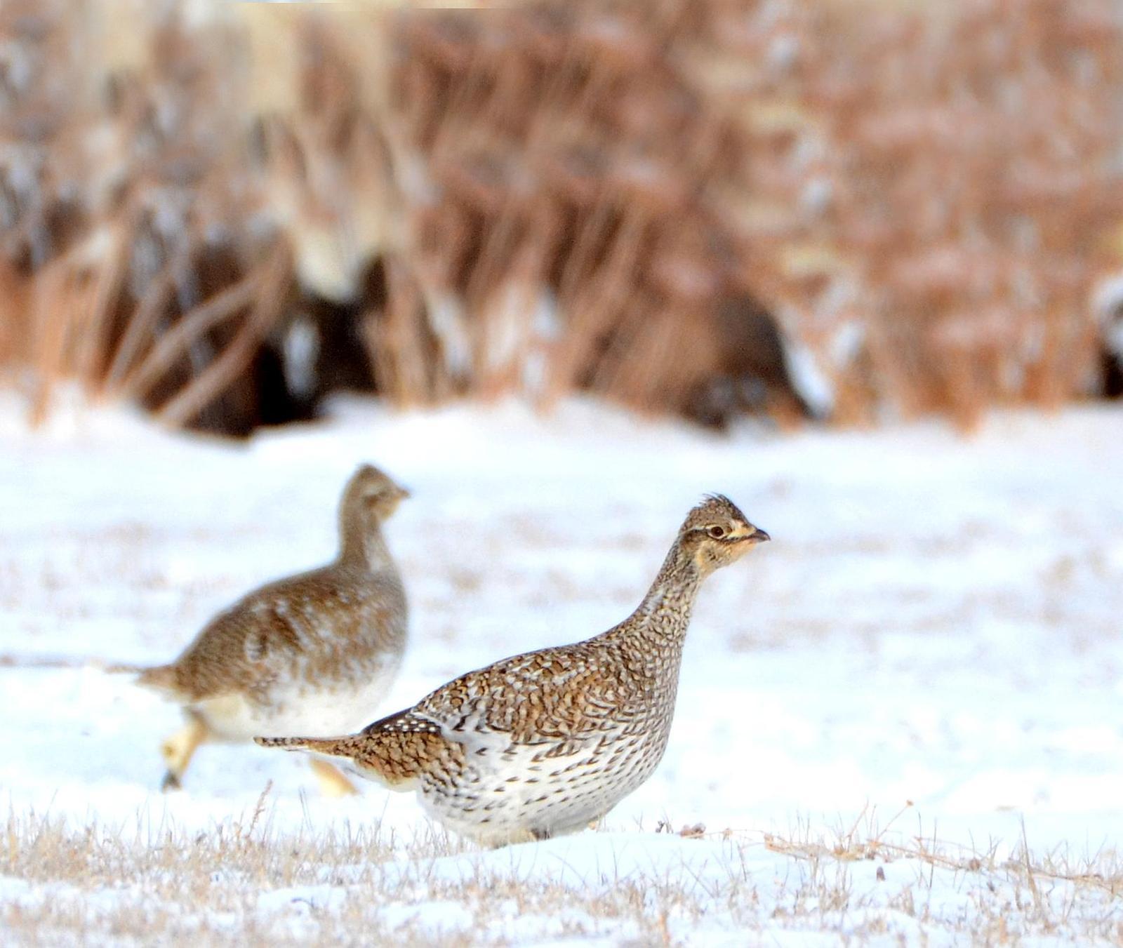 Sharp-tailed Grouse Photo by Steven Mlodinow
