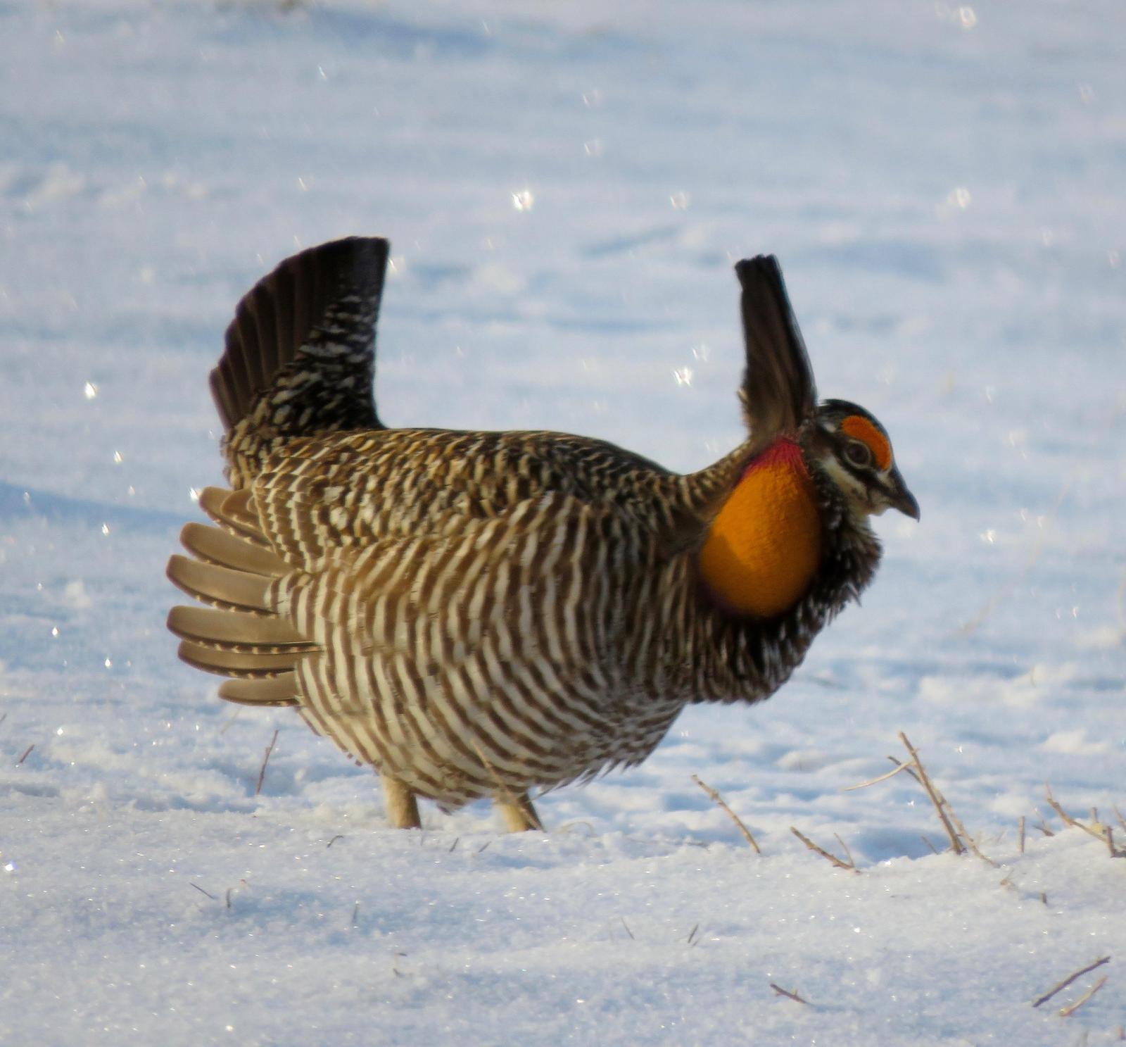 Greater Prairie-Chicken Photo by Don Glasco