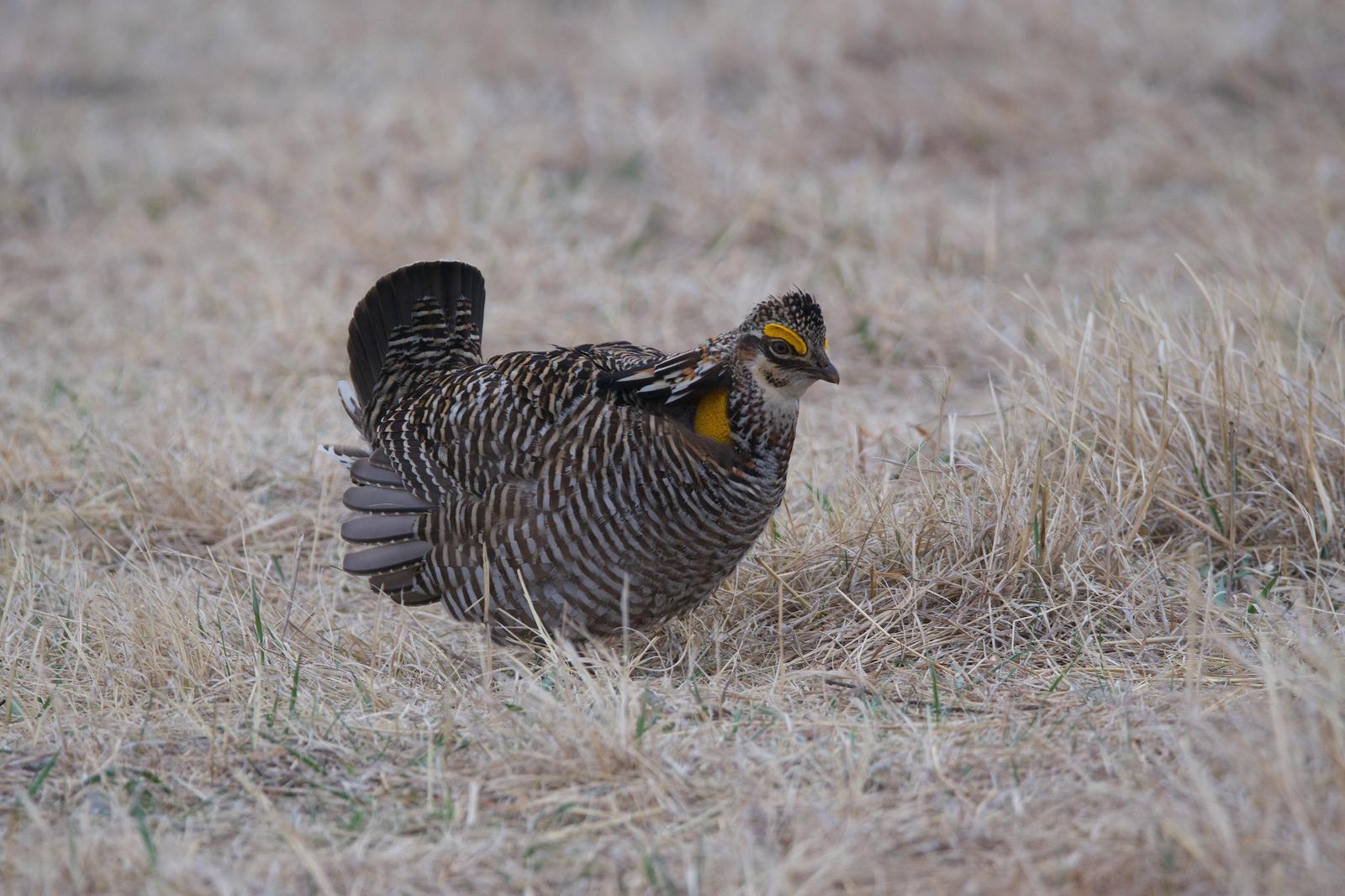 Greater Prairie-Chicken Photo by Gerald Hoekstra