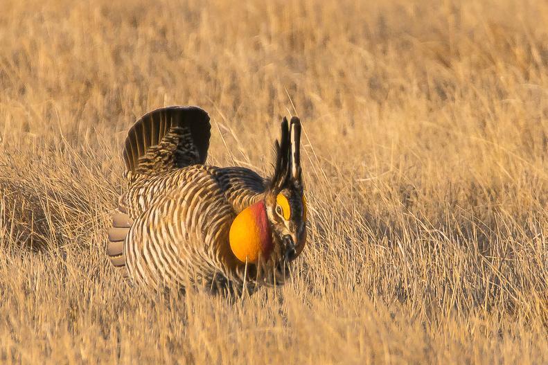 Greater Prairie-Chicken Photo by Gerald Hoekstra
