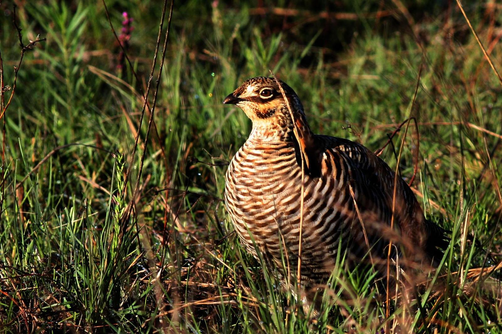 Greater Prairie-Chicken (Attwater's) Photo by David Sarkozi