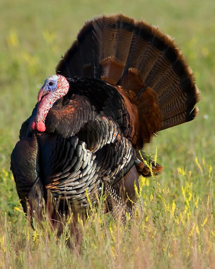 Wild Turkey Photo by Josh Haas