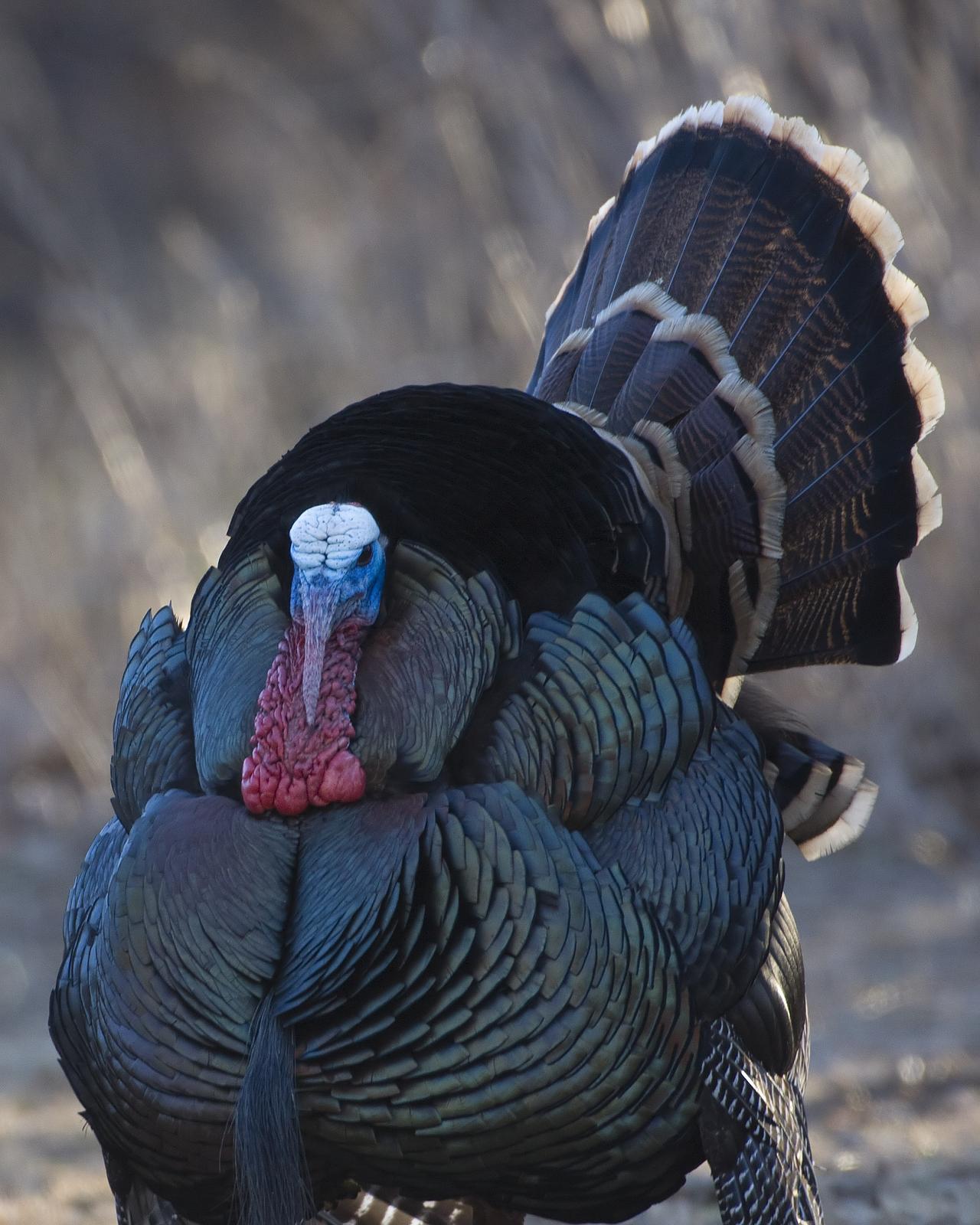 Wild Turkey Photo by Bill Adams