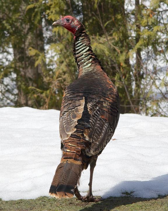 Wild Turkey Photo by Denis Rivard