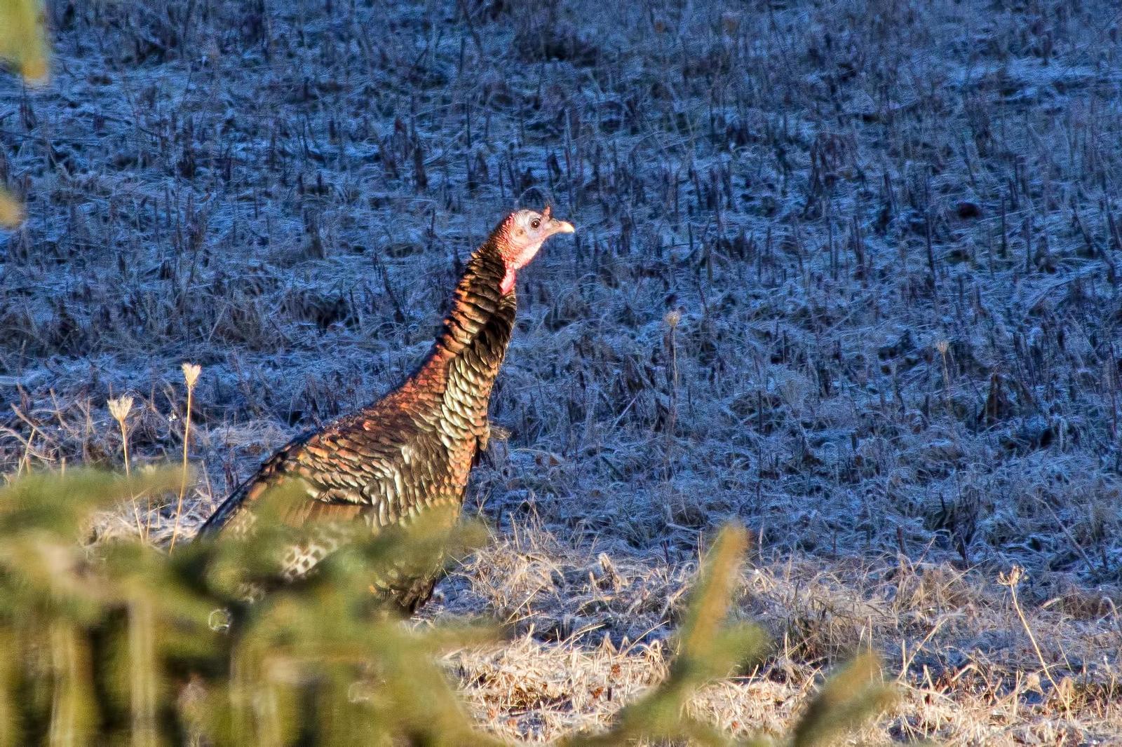 Wild Turkey Photo by Rob Dickerson