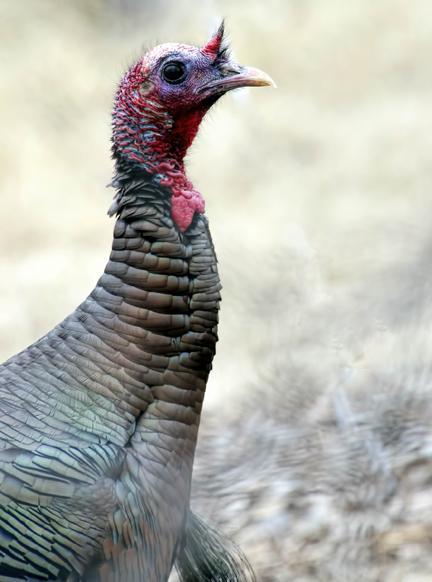 Wild Turkey Photo by Dan Tallman