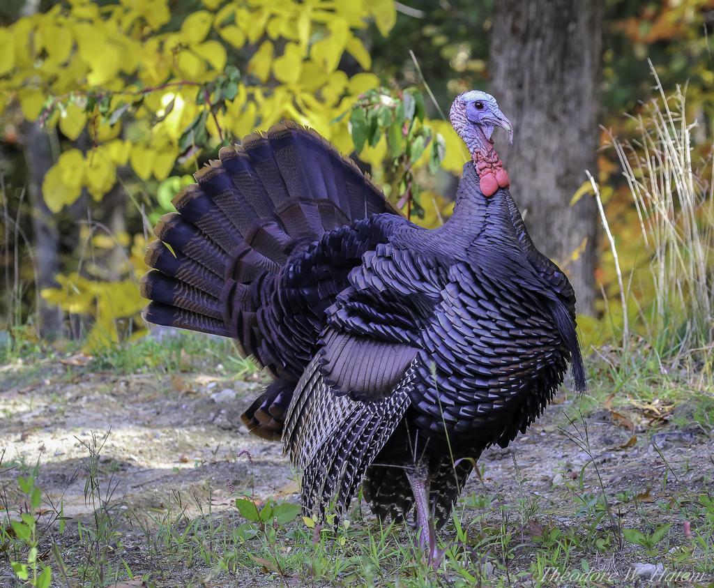 Wild Turkey Photo by Theodore W.  Hatem