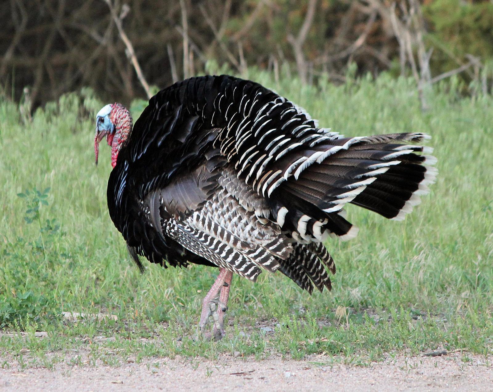Wild Turkey Photo by Tom Gannon