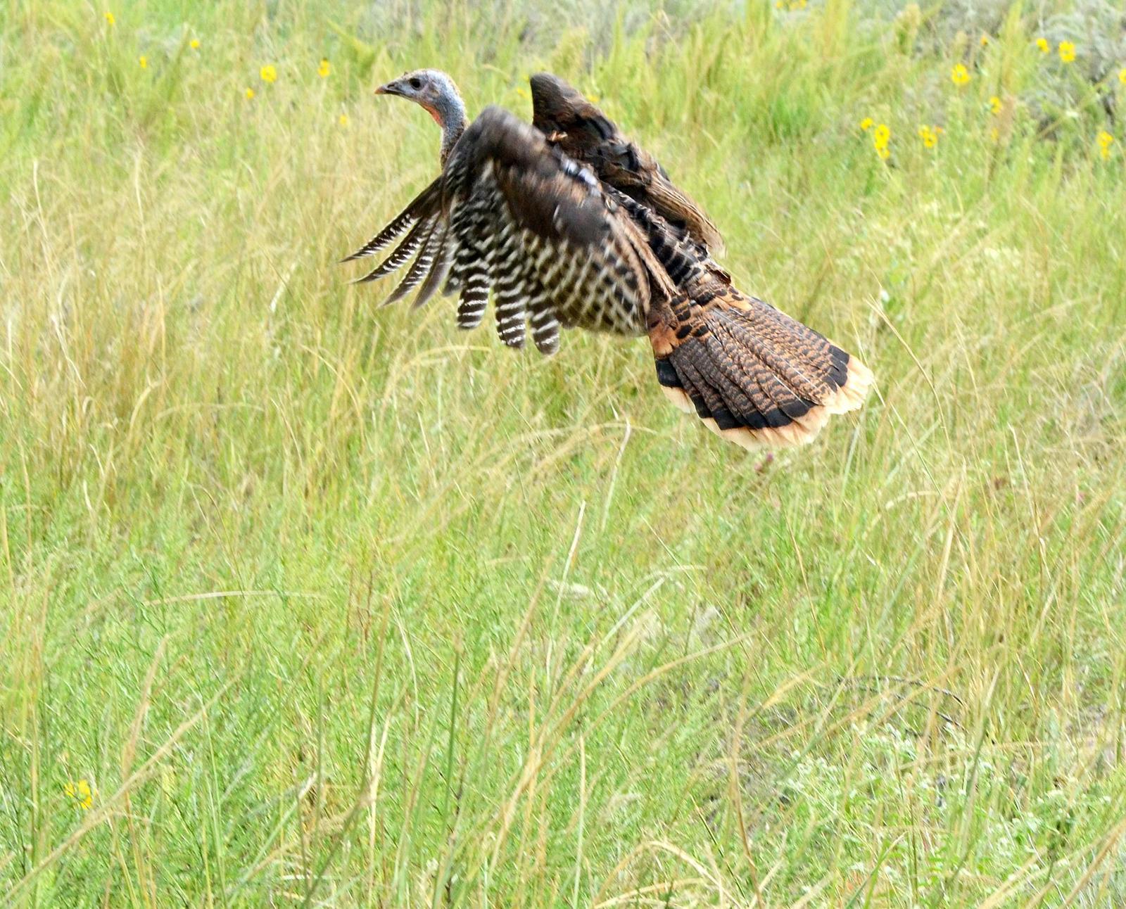 Wild Turkey Photo by Steven Mlodinow