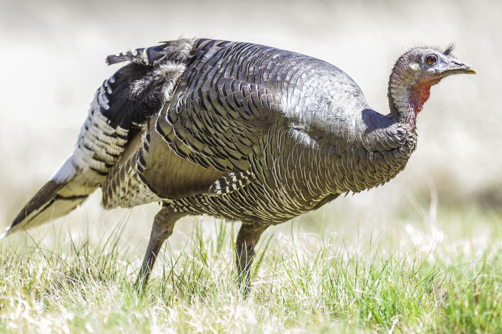 Wild Turkey Photo by Mason Rose