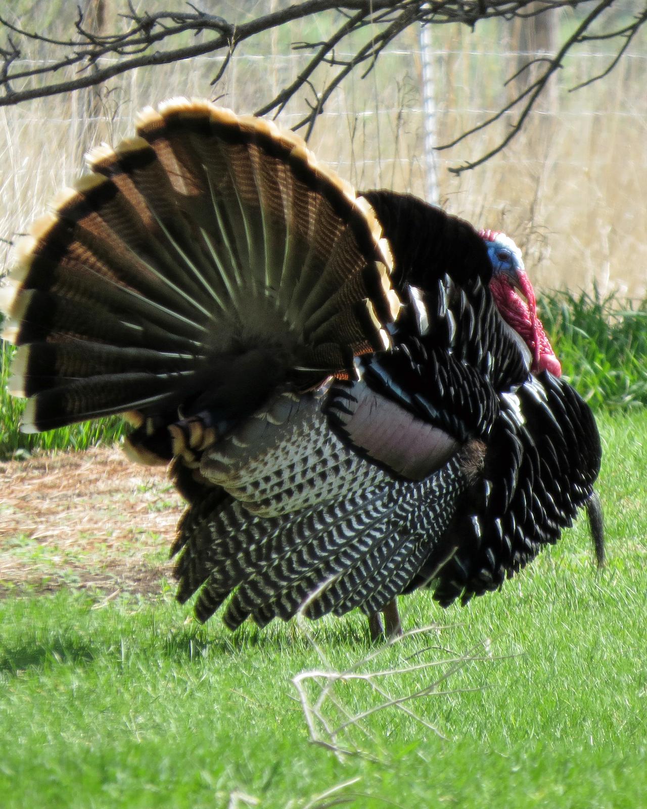 Wild Turkey Photo by Kelly Preheim