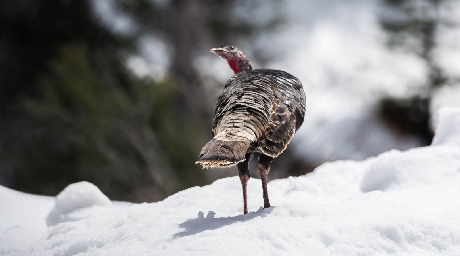 Wild Turkey Photo by Karen Prisby