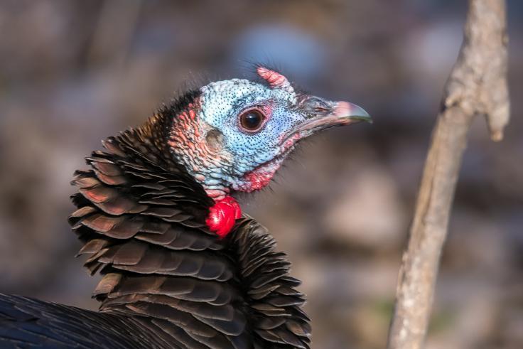 Wild Turkey Photo by Gerald Hoekstra