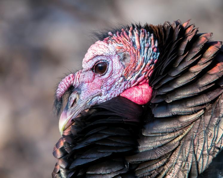 Wild Turkey Photo by Gerald Hoekstra