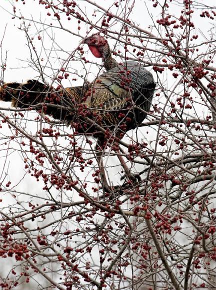 Wild Turkey Photo by Dan Tallman