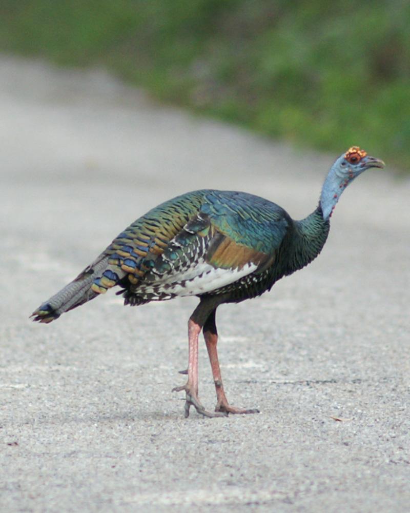 Ocellated Turkey Photo by Chris Harrison