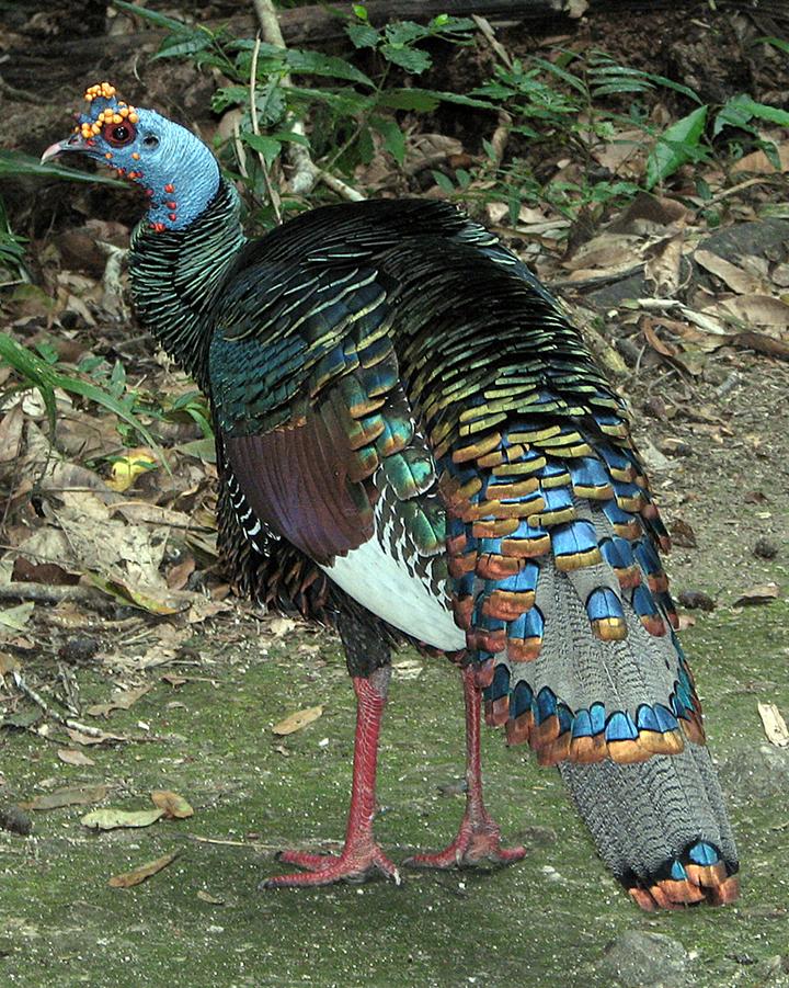 Ocellated Turkey Photo by Robert Behrstock