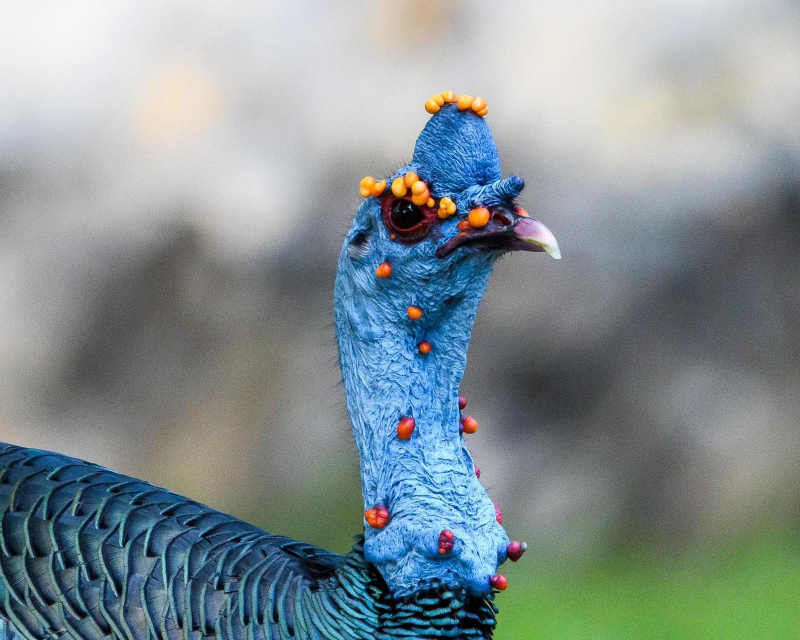 Ocellated Turkey Photo by Gerald Hoekstra