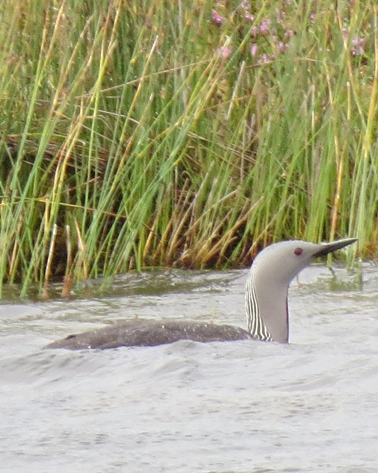 Red-throated Loon Photo by Robin Barker