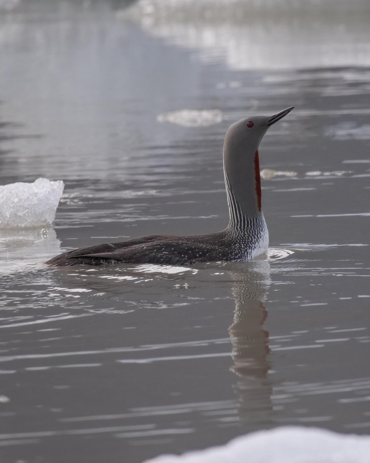 Red-throated Loon Photo by Steve Percival