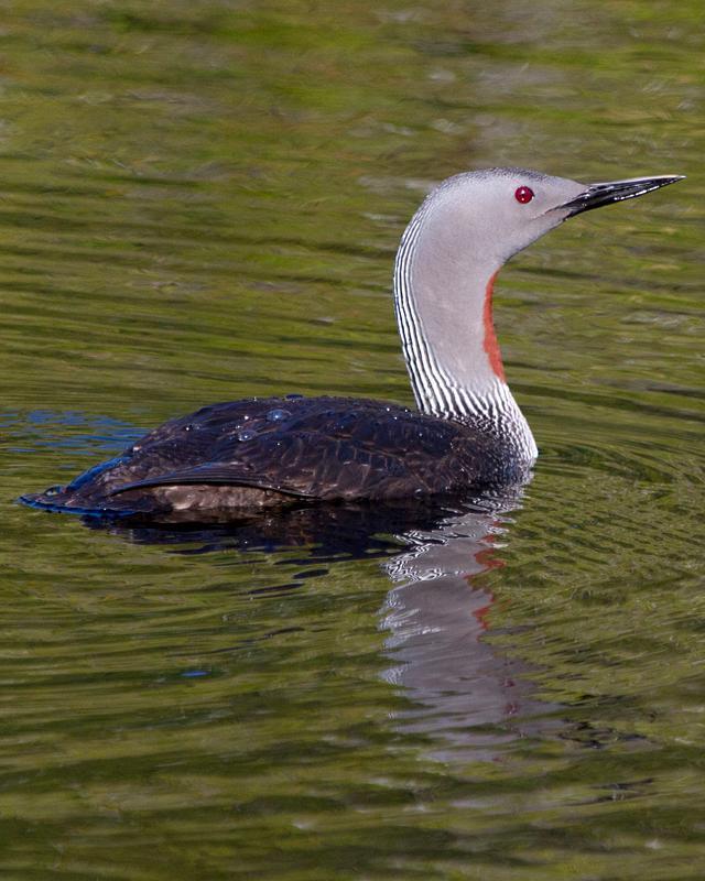 Red-throated Loon Photo by Ashley Bradford