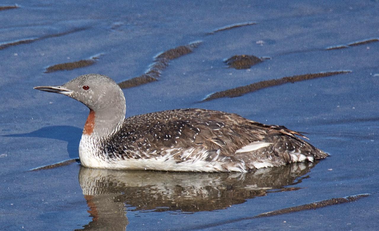 Red-throated Loon Photo by Brian Avent