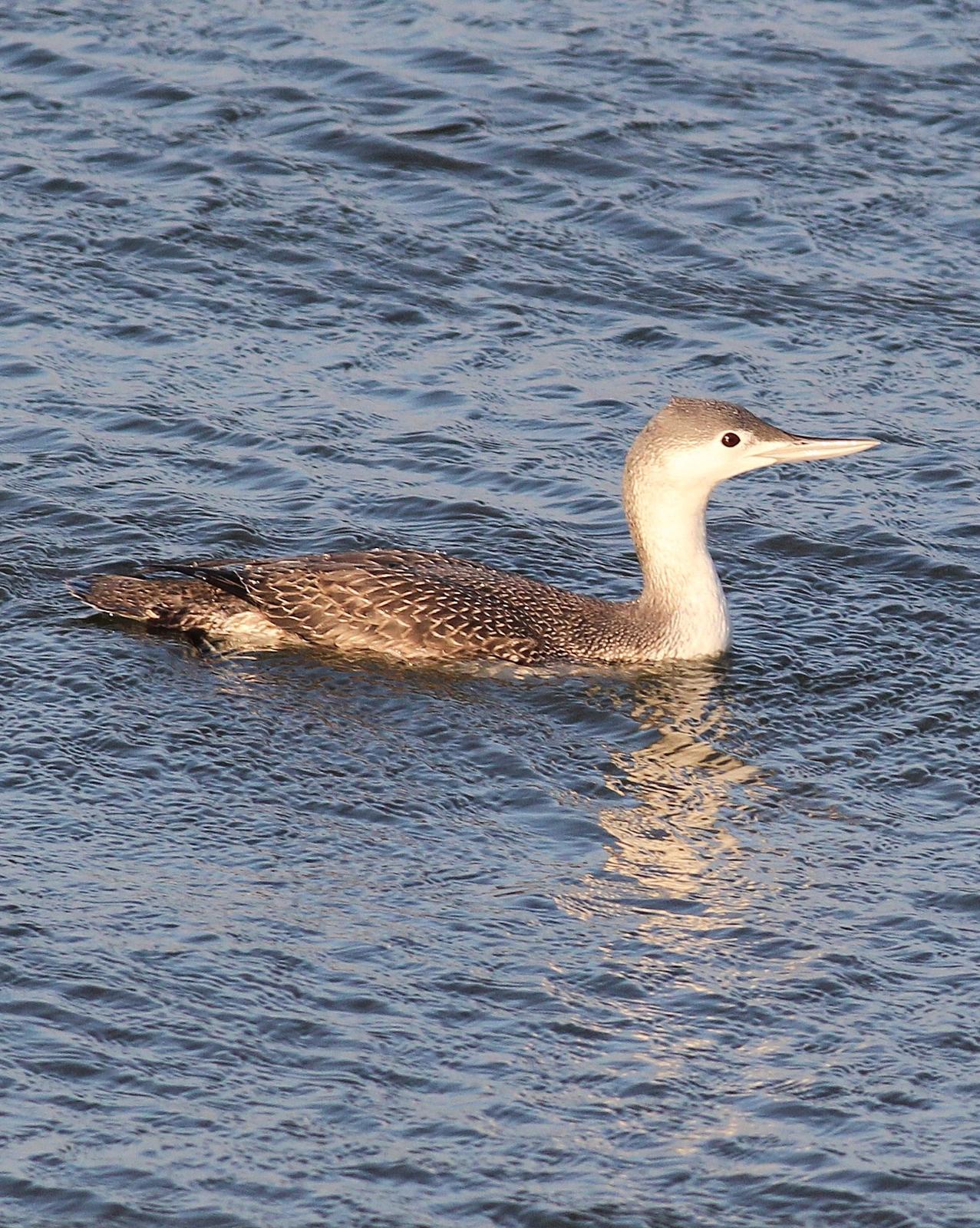 Red-throated Loon Photo by Alex Lamoreaux