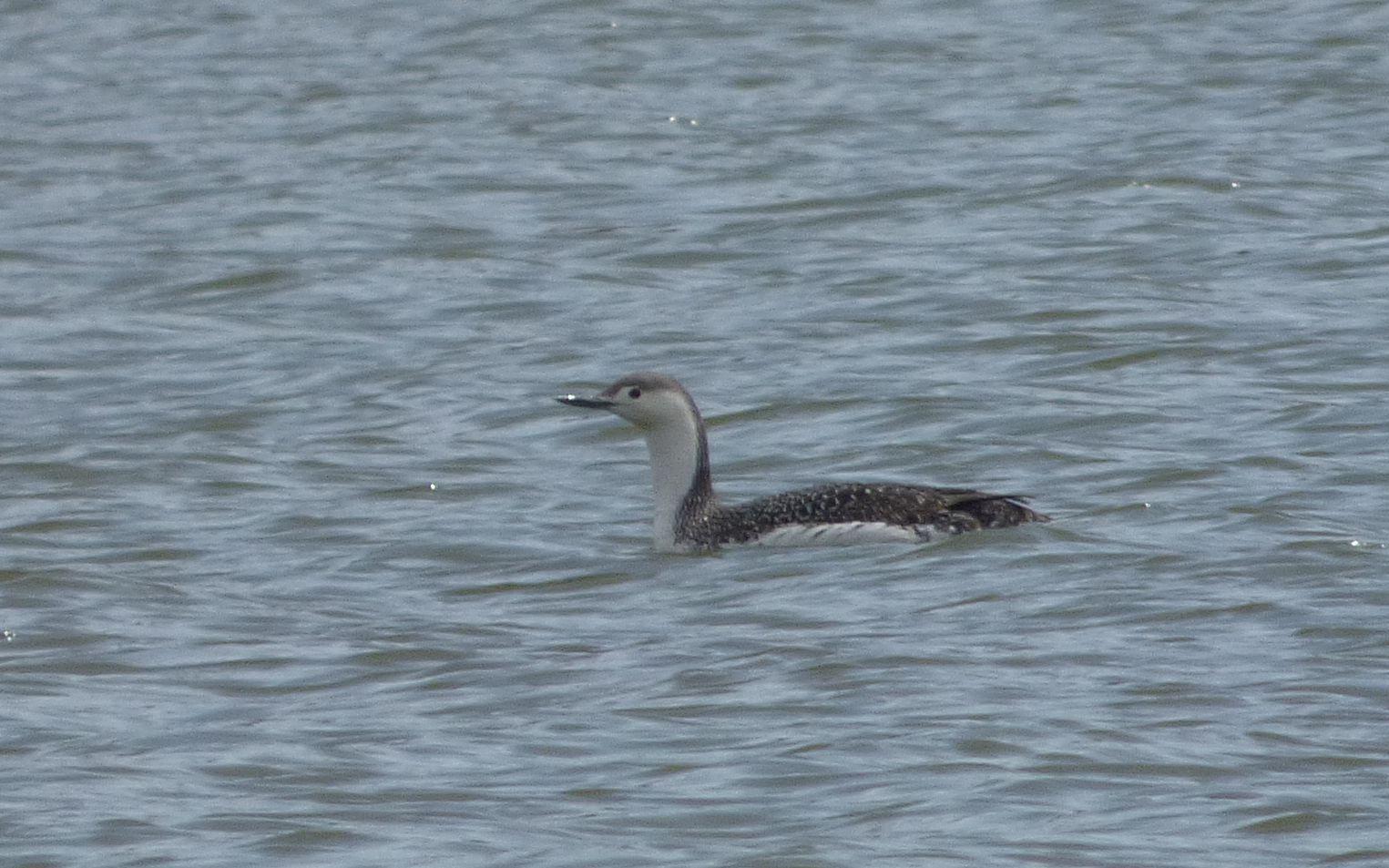 Red-throated Loon Photo by J.B. Churchill