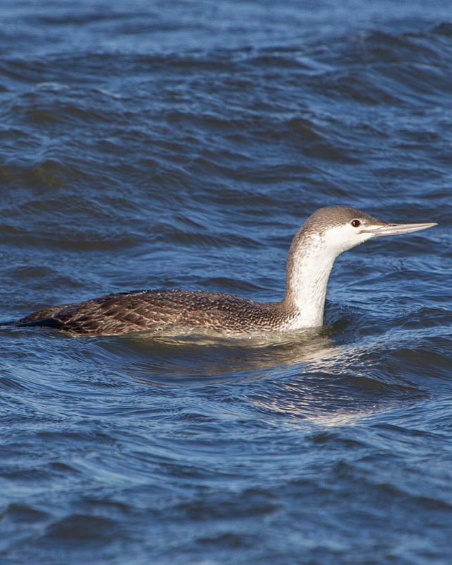 Red-throated Loon Photo by Ashley Bradford